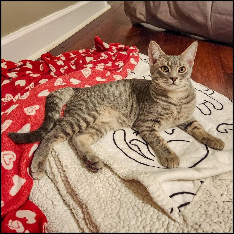 A young medium-sized male Gray / Blue / Silver Domestic Short Hair cat named Prince for adoption in Roswell, GA