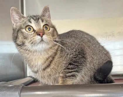 A baby small-sized female Domestic Short Hair cat named Amore for adoption in Willmar, MN
