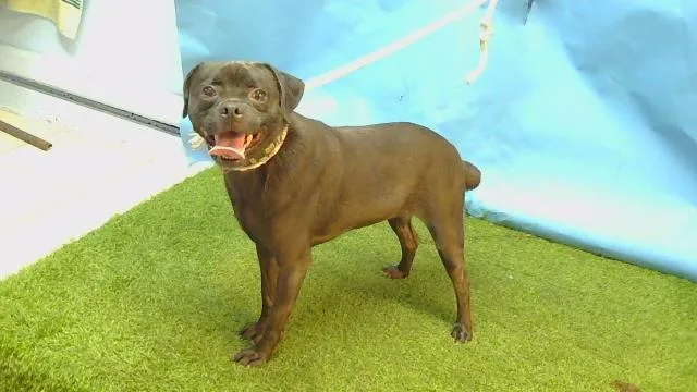An adult small-sized male Pug dog named Harold for adoption in Gardena, CA
