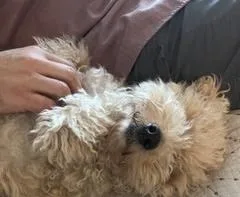 Bailey