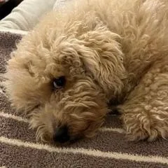 Bailey thumbnail 3