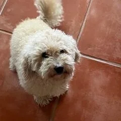Bailey thumbnail 4