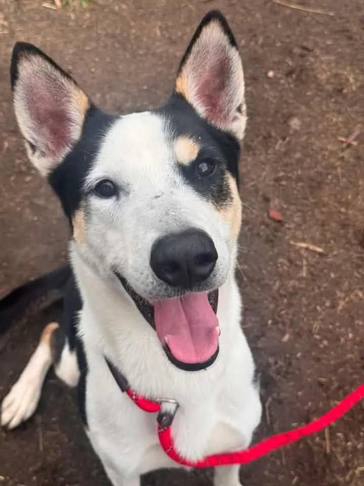 An adult medium-sized male White / Cream Husky dog named Long Island for adoption in Chicago, IL