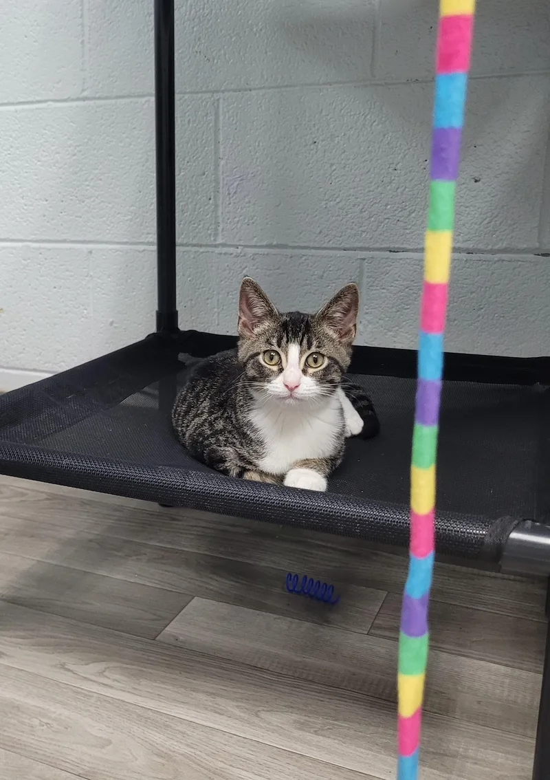 A baby small-sized male Tabby (Gray / Blue / Silver) Domestic Short Hair cat named Phoenix for adoption in Morganton, NC