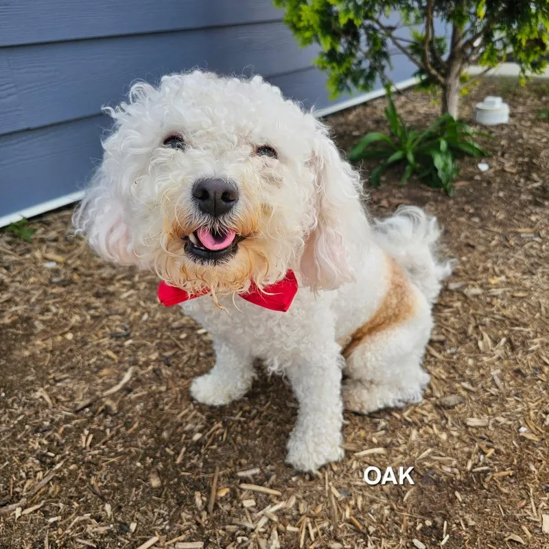 A baby medium-sized male White / Cream Poodle dog named Oak for adoption in Madisonville, TN