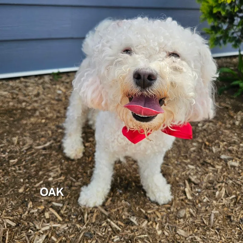 Oak thumbnail 3