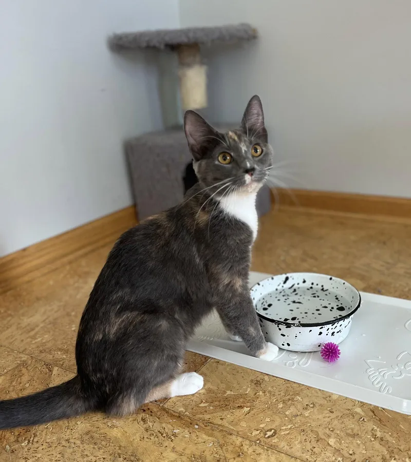 An adult medium-sized female Domestic Short Hair cat named Ivy for adoption in Zimmerman, MN
