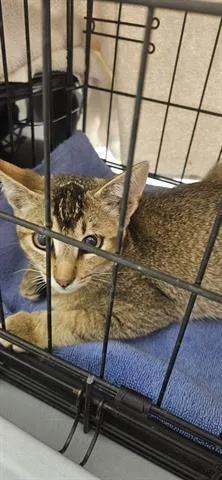A baby small-sized male Domestic Short Hair cat named Alvin for adoption in San Martin, CA