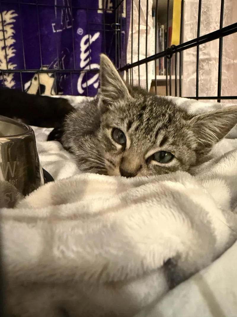 A baby large-sized male Tabby (Gray / Blue / Silver) Domestic Short Hair cat named Parsnip and Clove for adoption in Seattle, WA