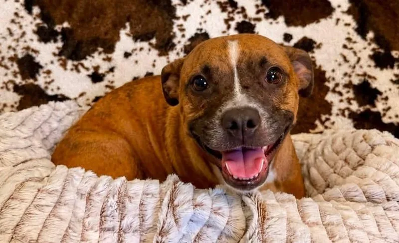 A young medium-sized female Dachshund dog named Honeybun for adoption in Belton, TX