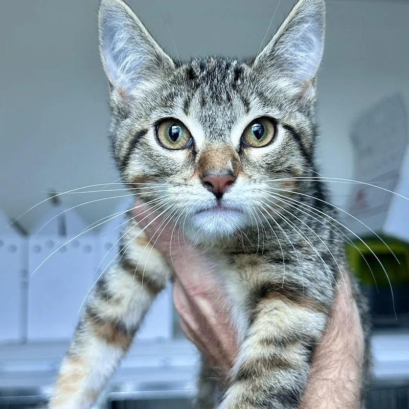 A baby small-sized female Torbie Domestic Short Hair cat named Christmas for adoption in Matteson, IL