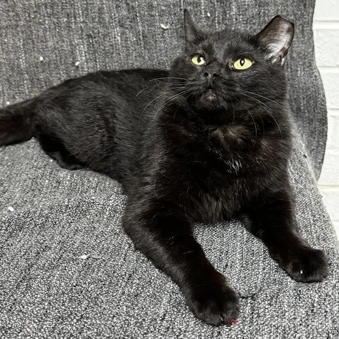 An adult medium-sized female Black Domestic Short Hair cat named Reba for adoption in Waterloo, IA