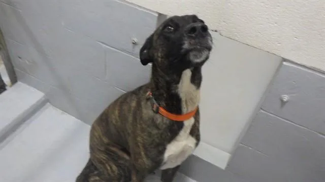 A young large-sized male Mixed Breed dog named Elvis for adoption in Augusta, GA