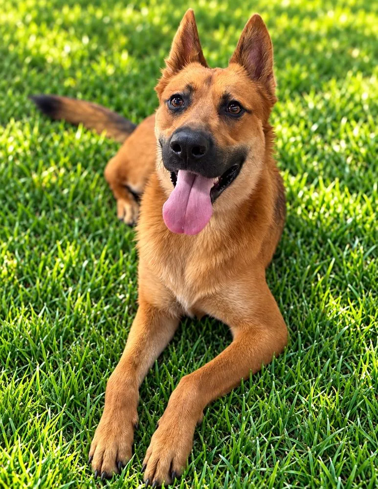 A young large-sized female Shepherd dog named Bibee for adoption in Canton , GA