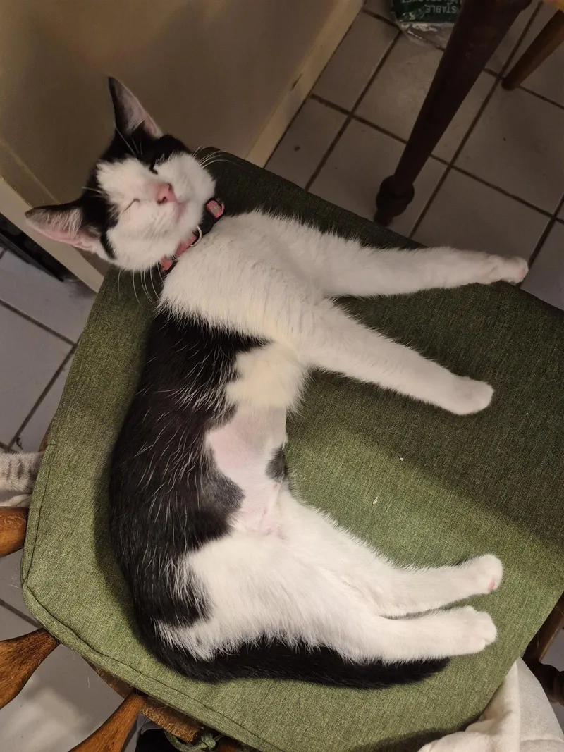 A young medium-sized female Black & White / Tuxedo Domestic Short Hair cat named Holstein for adoption in Ocean Pines, MD