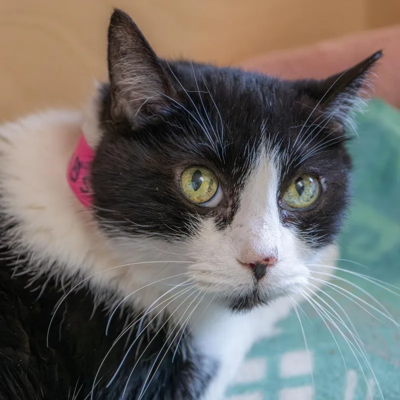 An adult medium-sized female Black Domestic Short Hair cat named Princess for adoption in Albuquerque, NM