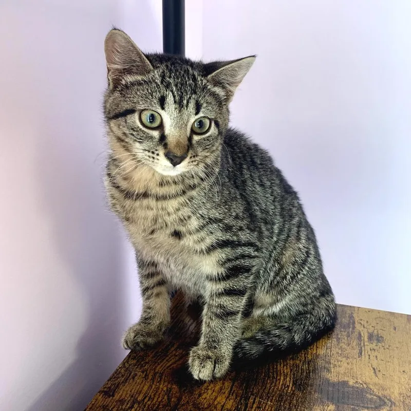 A baby small-sized female Gray / Blue / Silver Domestic Short Hair cat named Alisson for adoption in Boston, MA