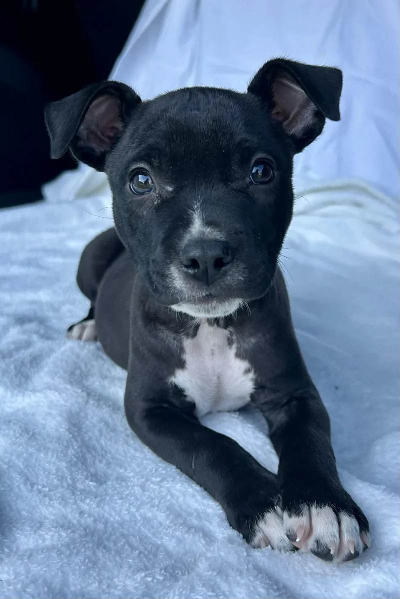 A baby medium-sized male Black Pit Bull Terrier dog named Jasper for adoption in Watertown, CT