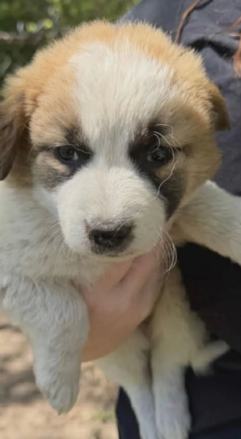 A baby medium-sized female Apricot / Beige Border Collie dog named Laura for adoption in Hamilton , NJ