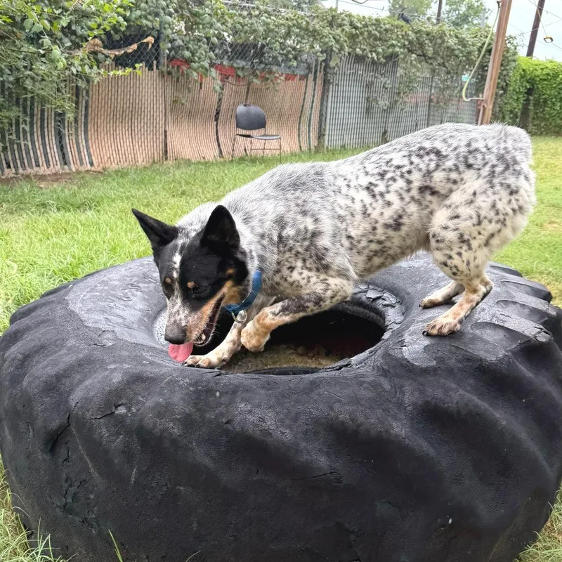 An adult medium-sized male Black Australian Cattle Dog / Blue Heeler dog named Ozzie for adoption in Austin, TX