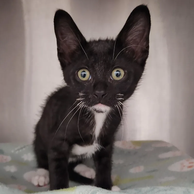 A baby small-sized male Black Domestic Short Hair cat named Toulouse for adoption in Fort Wayne, IN
