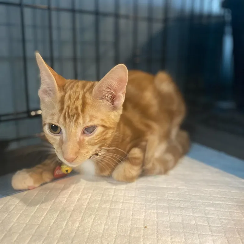 An adult small-sized male Orange / Red Domestic Short Hair cat named Kraken for adoption in Howard beach, NY