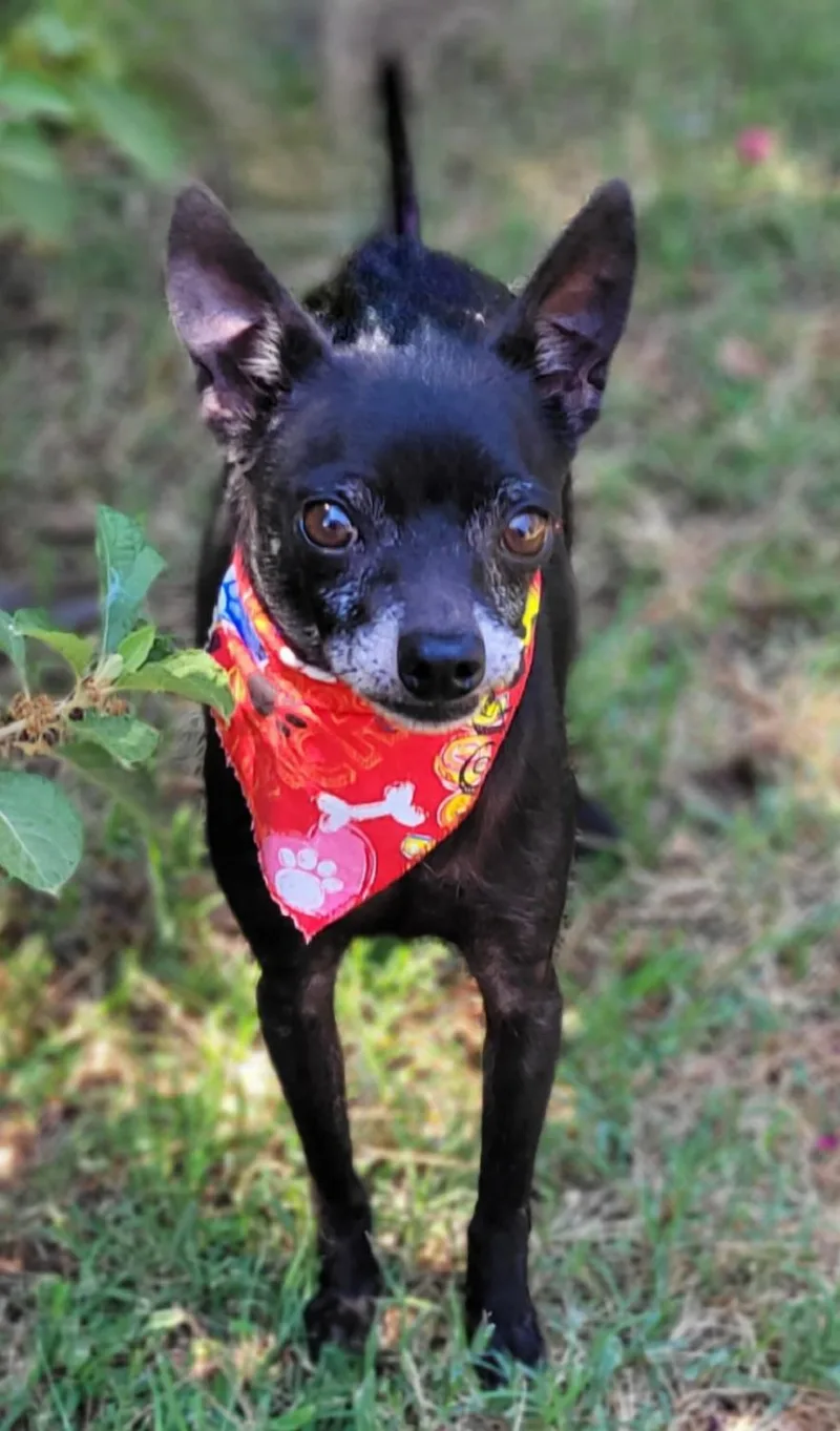 A senior small-sized male Chihuahua dog named Scott for adoption in Vernon, TX