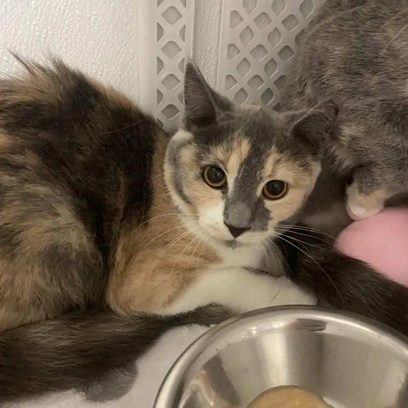 A baby small-sized female Calico Domestic Short Hair cat named Polliwog for adoption in Binghamton, NY