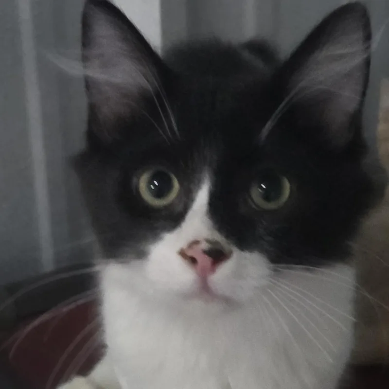 A young medium-sized male Black & White / Tuxedo Domestic Medium Hair cat named Bobcat for adoption in SNOW HILL, NC