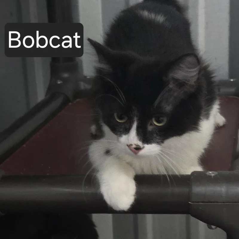 Bobcat thumbnail 2