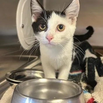 A baby small-sized female Domestic Short Hair cat named Fanta for adoption in Knoxville, TN