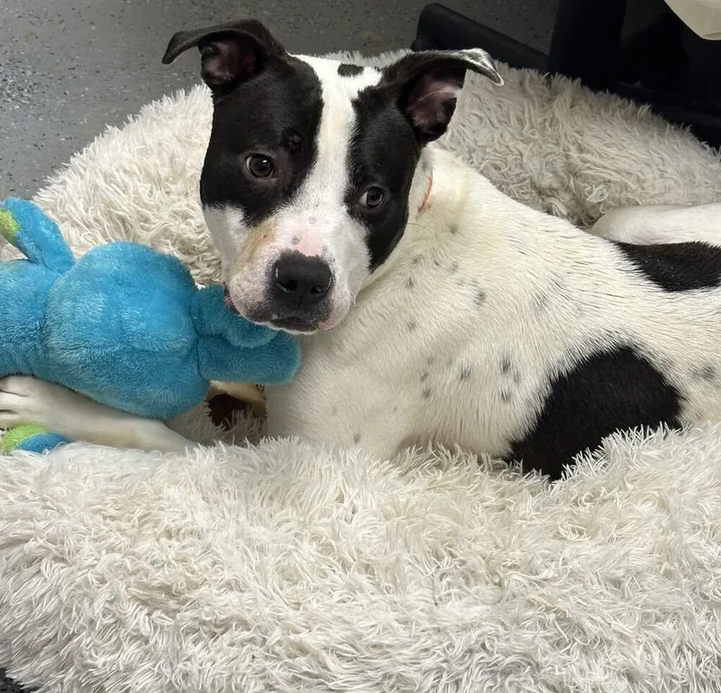 Buddy Zander thumbnail 3