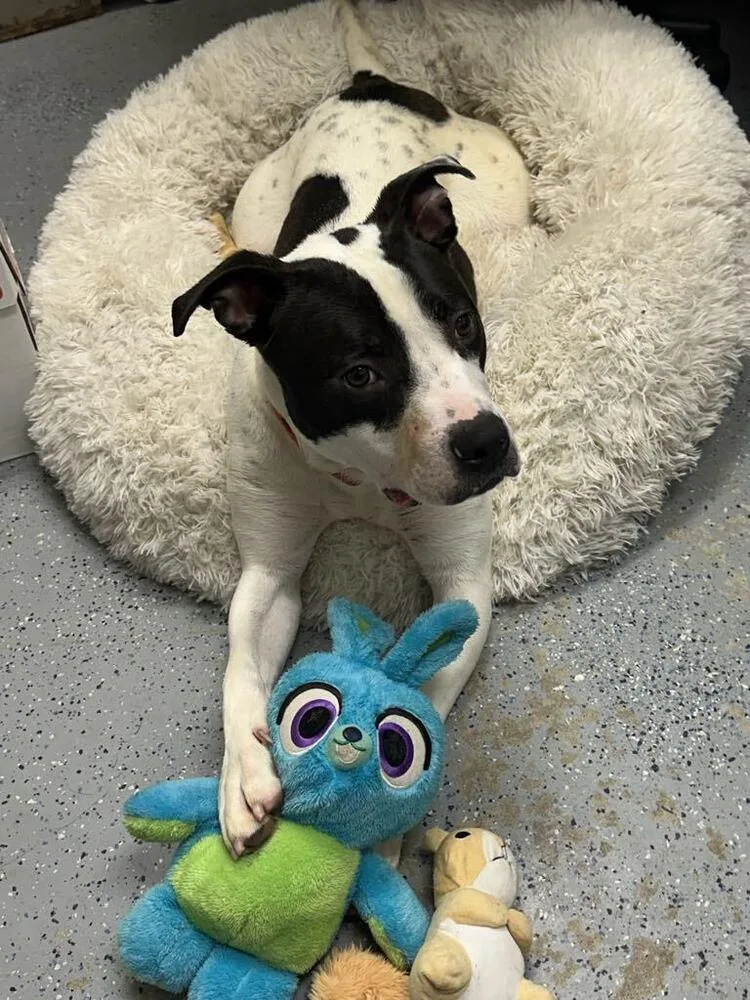 Buddy Zander thumbnail 4