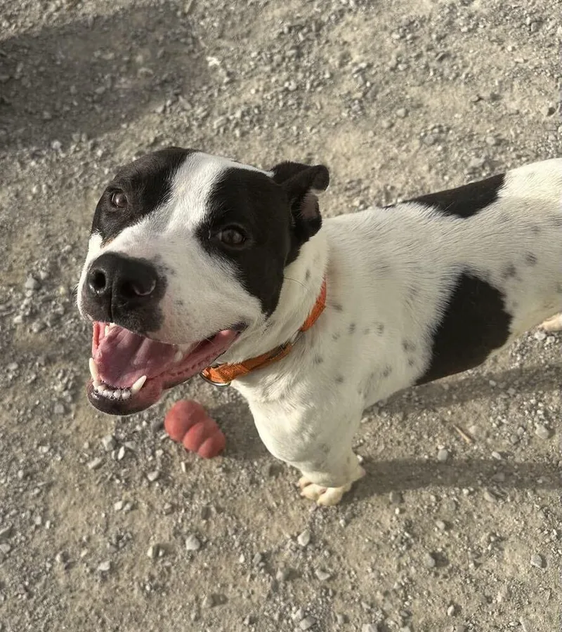 Buddy Zander thumbnail 5