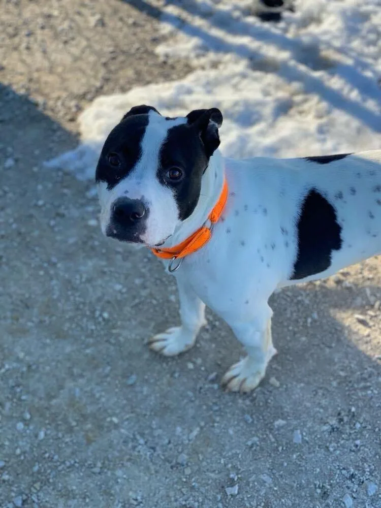 Buddy Zander thumbnail 6