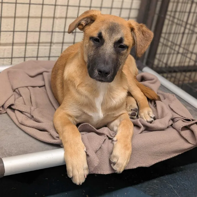 A baby medium-sized male Brown / Chocolate Beagle dog named Crockett for adoption in Grand Junction, CO