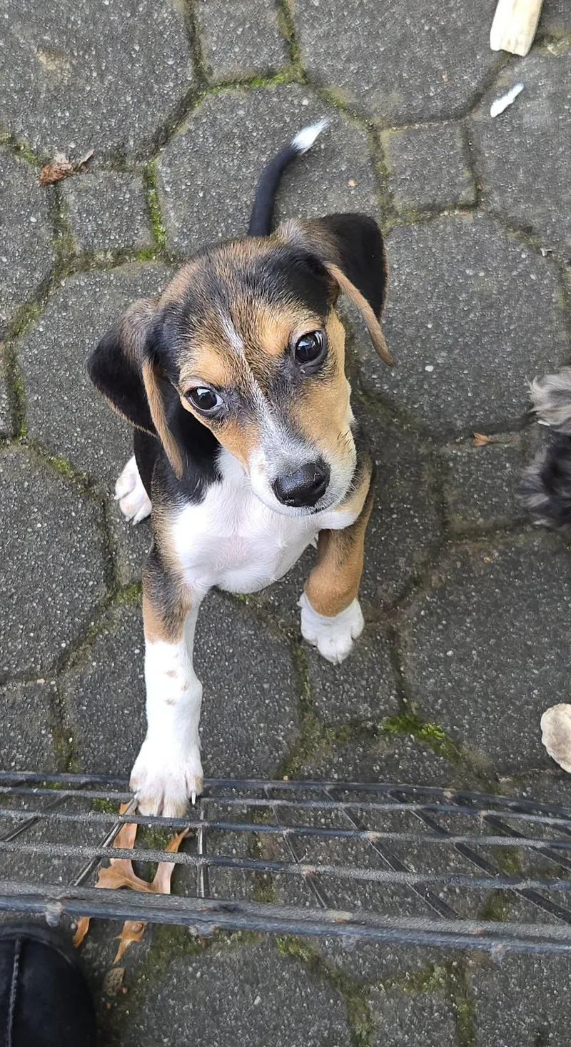 A young medium-sized male Beagle dog named Bandit for adoption in Tenafly, NJ
