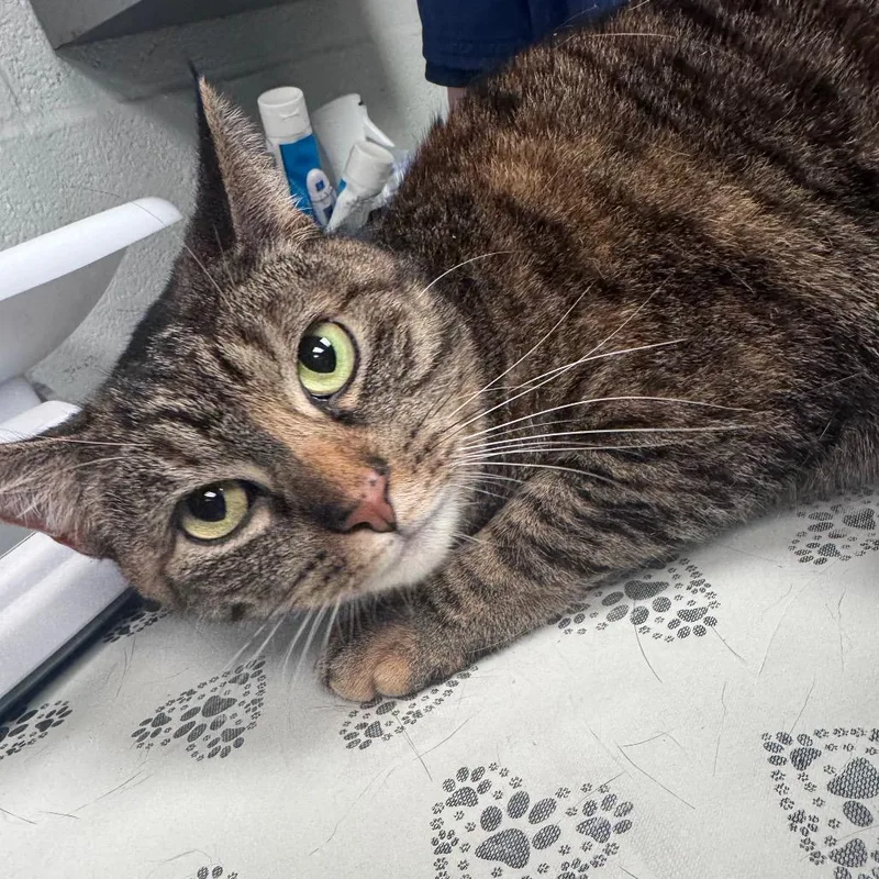 An adult medium-sized female Torbie Domestic Short Hair cat named Clove for adoption in Birdsboro, PA