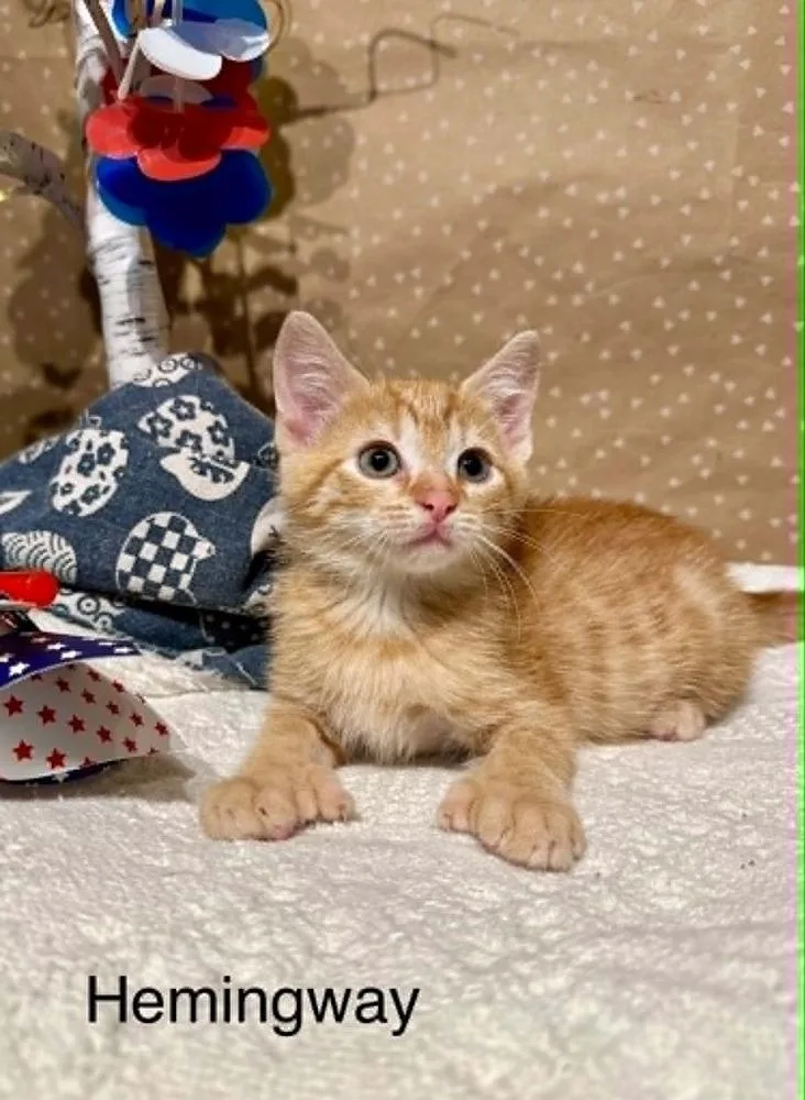 A baby small-sized male Domestic Short Hair cat named Hemingway for adoption in Groveland, MA