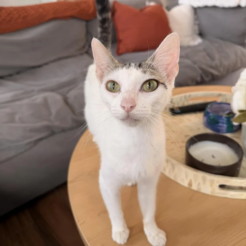 A young medium-sized female White Domestic Short Hair cat named Chocolate Drop for adoption in Austin, TX