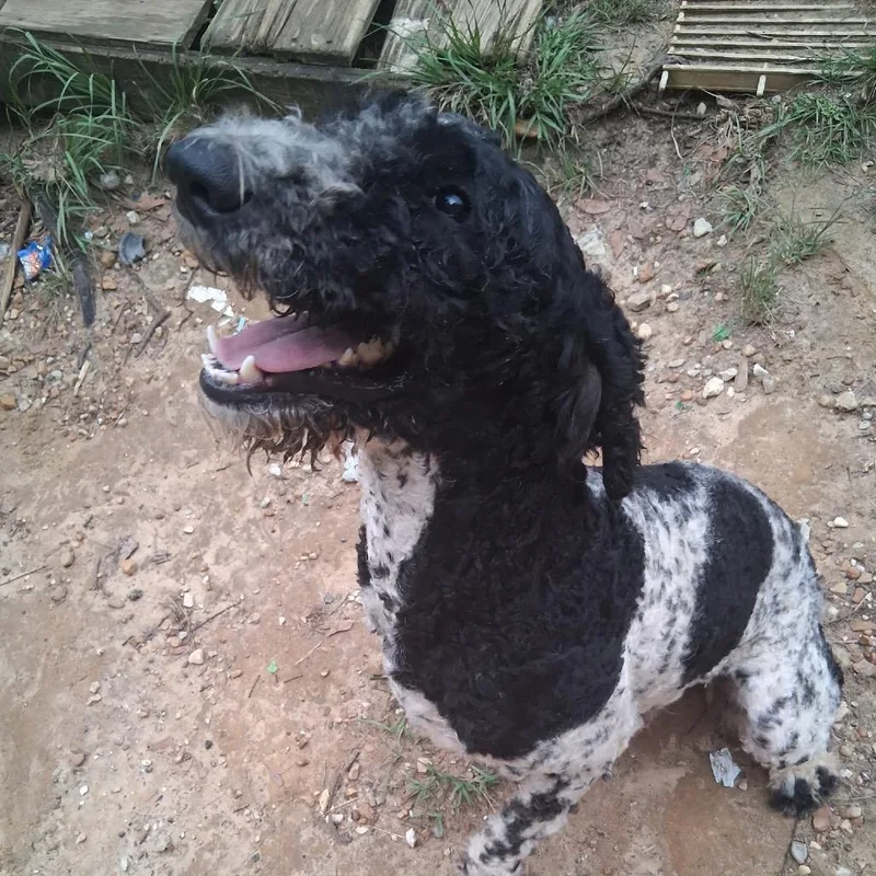 A young medium-sized male Poodle dog named Mickey for adoption in Wiggins, MS