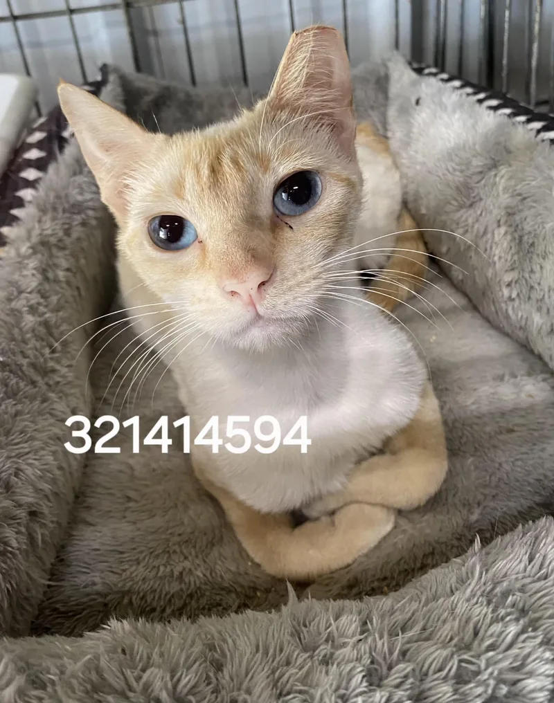 A young medium-sized female Siamese cat named 321414594 for adoption in Lees Summit, MO