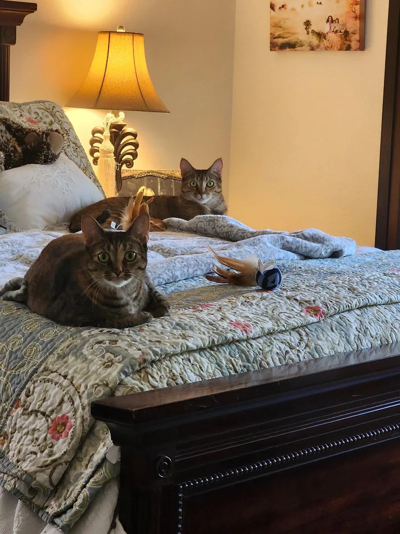 Zyla & Zara thumbnail 2