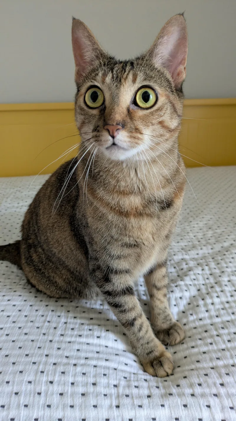 Zyla & Zara thumbnail 3