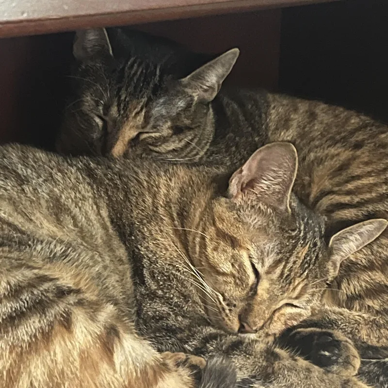 Zyla & Zara thumbnail 5