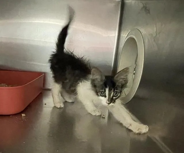 A baby medium-sized male Domestic Medium Hair cat named Rhyze for adoption in Sugar Land, TX