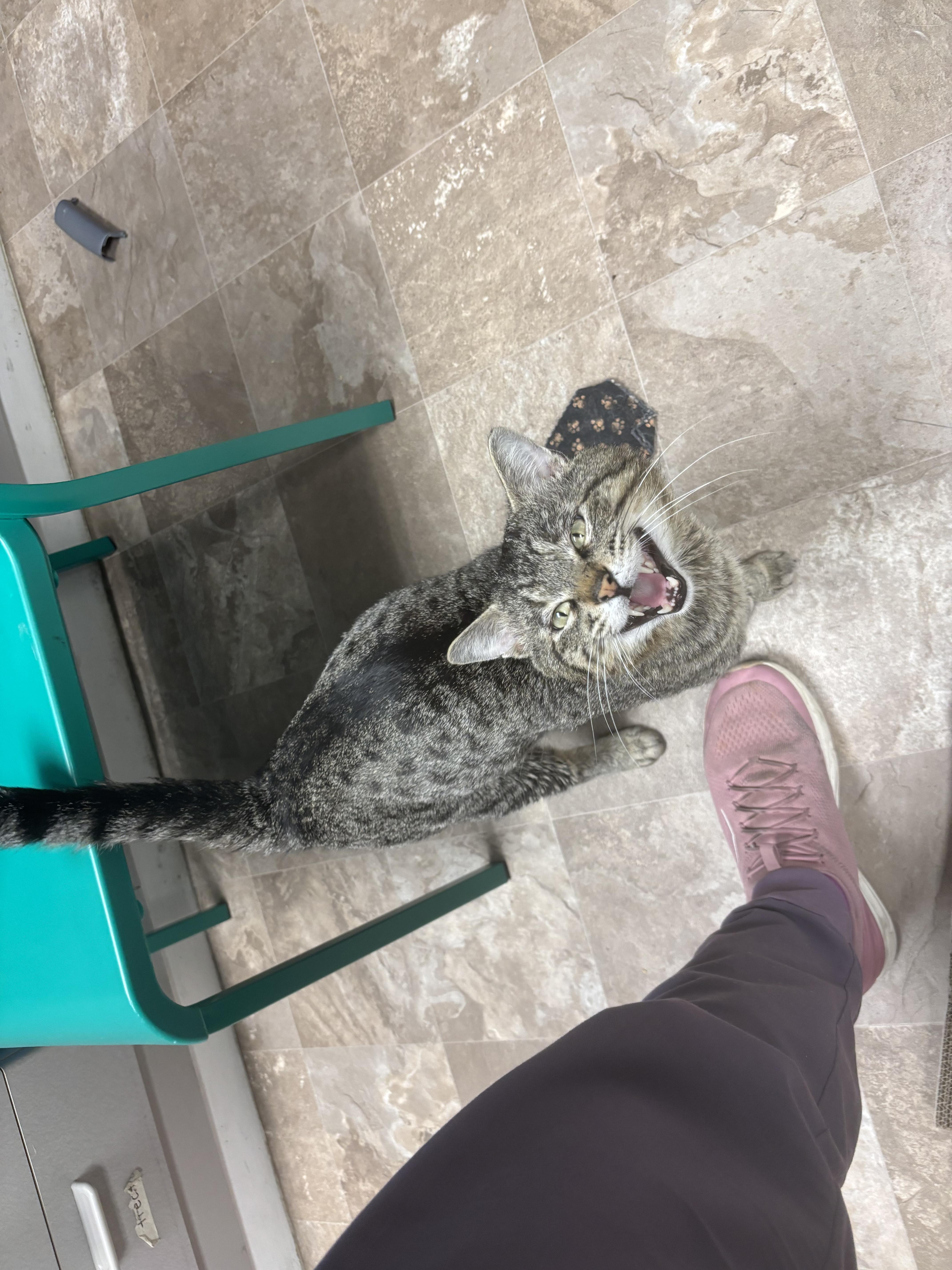An adult large-sized male Tabby (Buff / Tan / Fawn) Domestic Short Hair cat named Jury for adoption in Boone, IA