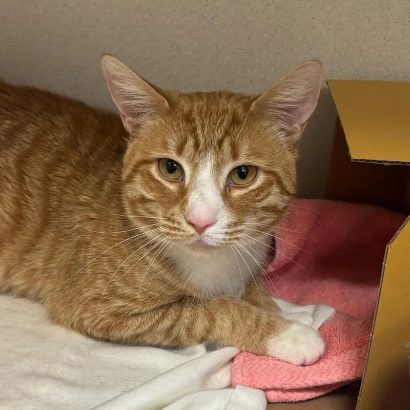 A young medium-sized male Orange / Red Domestic Short Hair cat named Huntrix for adoption in Wantagh, NY