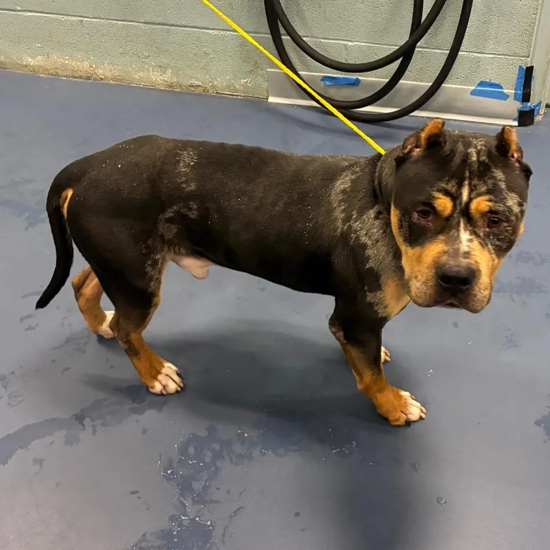 An adult medium-sized male Black Pit Bull Terrier dog named Paco for adoption in Greensboro, NC