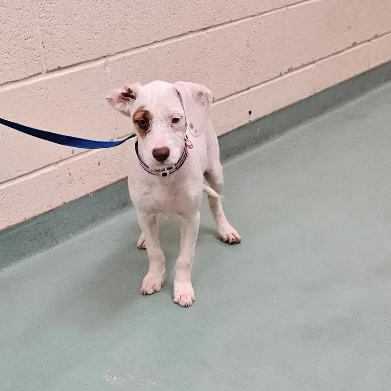An adult small-sized female White / Cream Mixed Breed dog named Mandy for adoption in Memphis, TN
